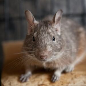 degu a kis meretu nagy eszjarasu lakotars