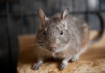 degu a kis meretu nagy eszjarasu lakotars
