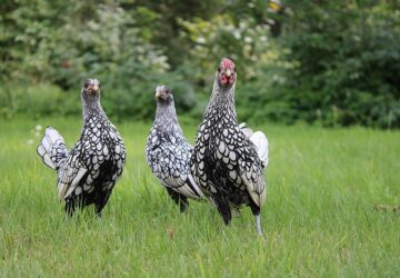 ezustszegelyes sebright tyukok 1