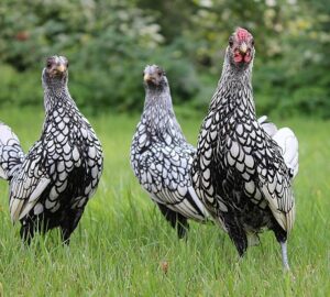 ezustszegelyes sebright tyukok