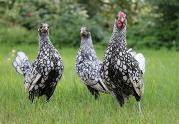 ezustszegelyes sebright tyukok