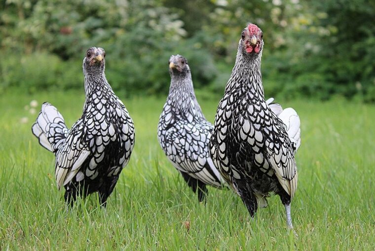 ezustszegelyes sebright tyukok