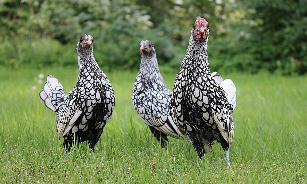 ezustszegelyes sebright tyukok