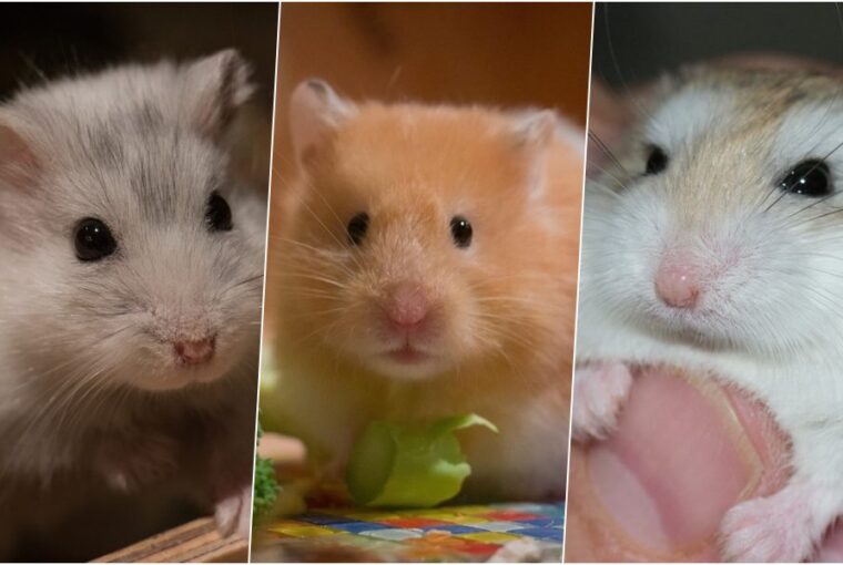 horcsogok csataja sziriai torpe es roborovszki