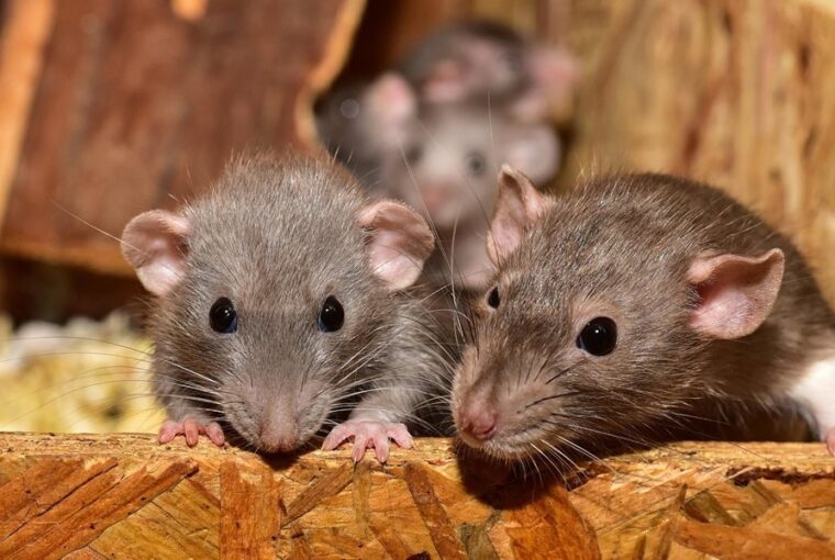 kisemlosok gyerekek melle