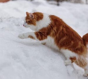 kuril szigeteki csonkafarku macska