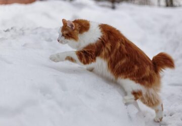 kuril szigeteki csonkafarku macska