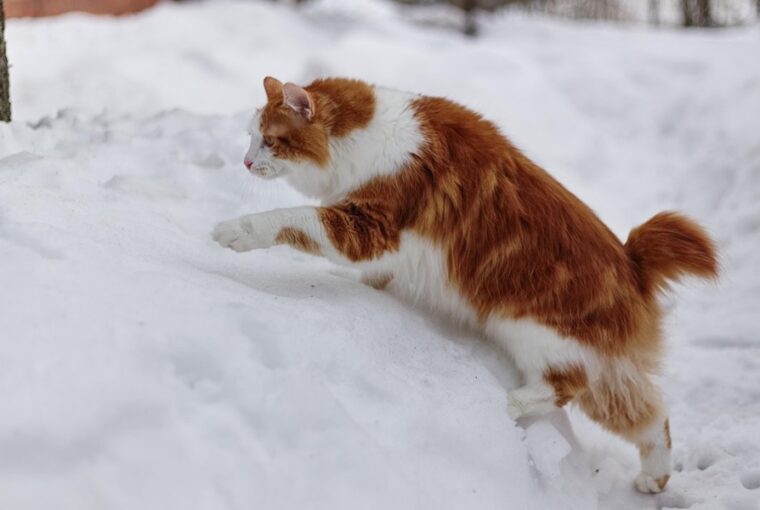 kuril szigeteki csonkafarku macska