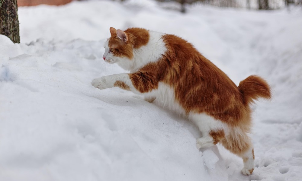 kuril szigeteki csonkafarku macska