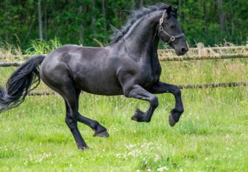 nez rad ugy a friz lo