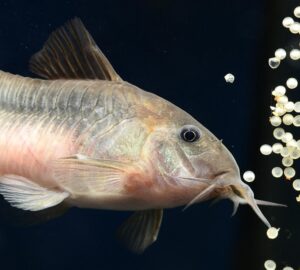 pancelosharcsa az akvarium mokas takaritobrigadja