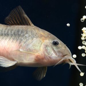 pancelosharcsa az akvarium mokas takaritobrigadja