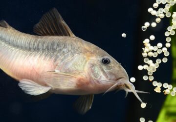 pancelosharcsa az akvarium mokas takaritobrigadja