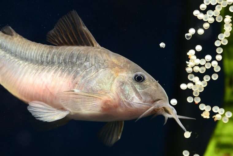 pancelosharcsa az akvarium mokas takaritobrigadja