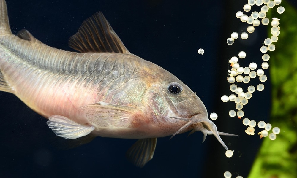 pancelosharcsa az akvarium mokas takaritobrigadja