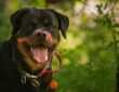 rottweiler izomba csomagolt sziv