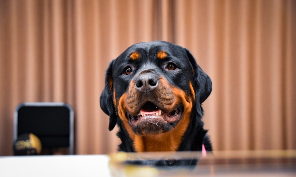 rottweiler izomba csomagolt sziv 2 rottweiler izomba csomagolt sziv 2