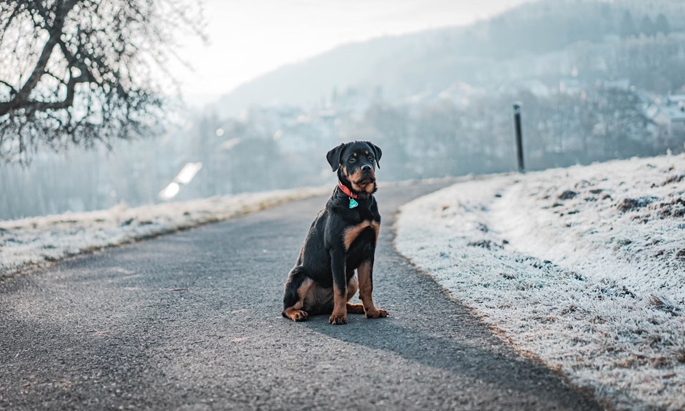 rottweiler izomba csomagolt sziv 3 rottweiler izomba csomagolt sziv 3