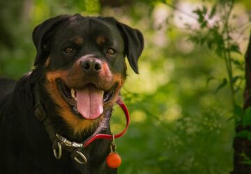 rottweiler izomba csomagolt sziv