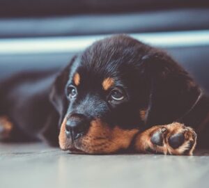 rottweiler izomba csomagolt sziv