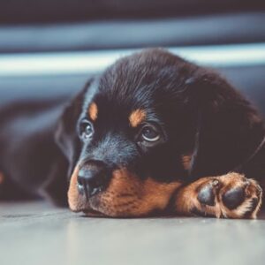 rottweiler izomba csomagolt sziv