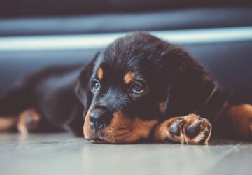 rottweiler izomba csomagolt sziv