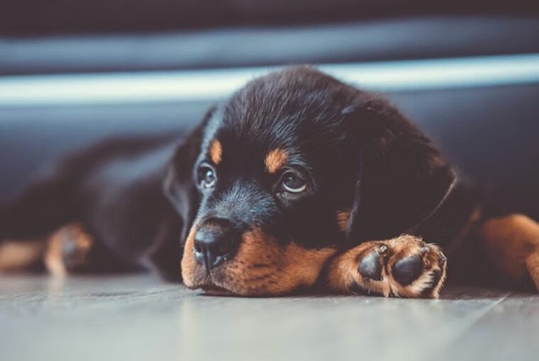 rottweiler izomba csomagolt sziv