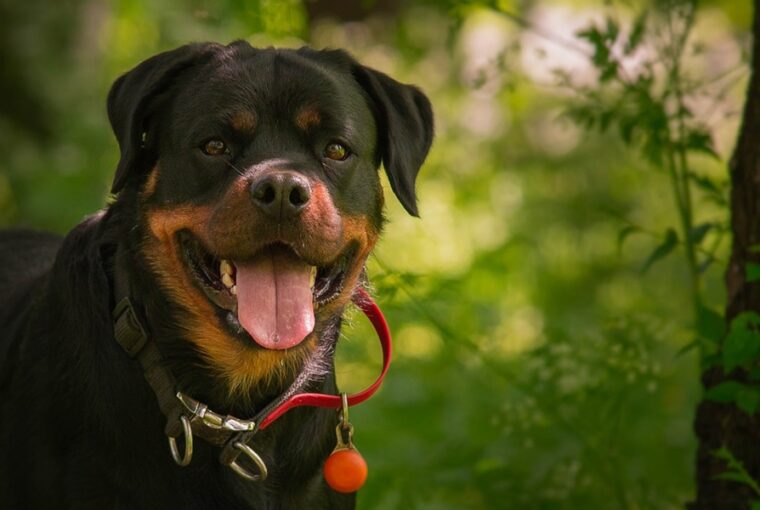 rottweiler izomba csomagolt sziv