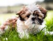 shih tzu miniatur csaszar