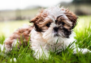 shih tzu miniatur csaszar