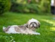 shih tzu miniatur csaszar