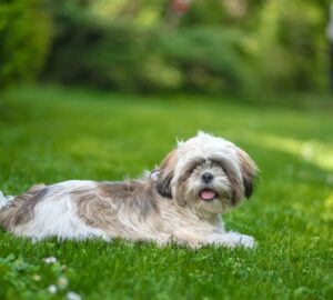 shih tzu miniatur csaszar