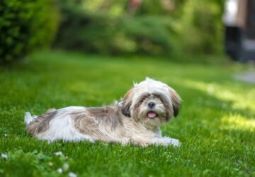 shih tzu miniatur csaszar