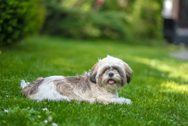 shih tzu miniatur csaszar