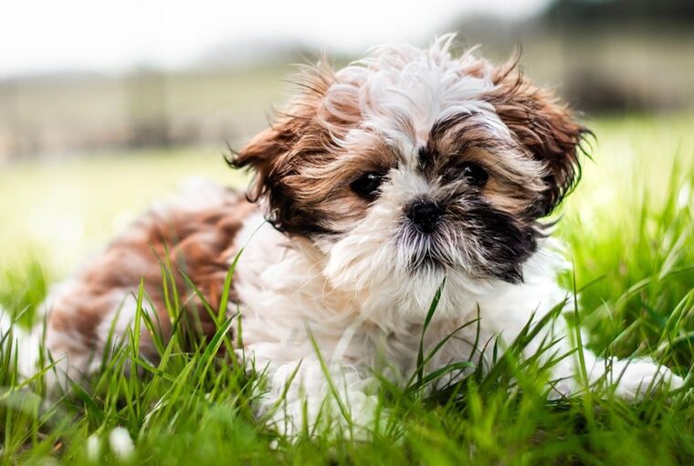 shih tzu miniatur csaszar
