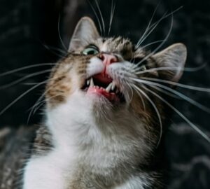 szorlabda a gyomorban