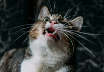 szorlabda a gyomorban