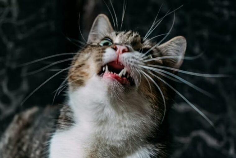 szorlabda a gyomorban