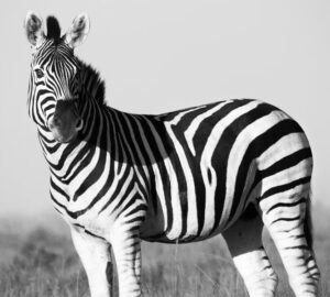 zebra mentes hasznos tippek
