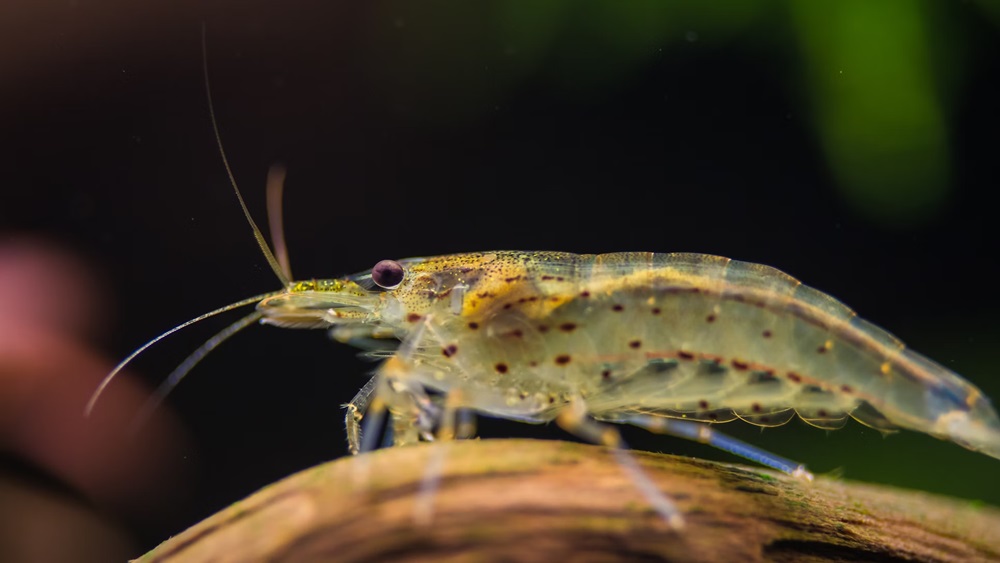 amano garnela 1 amano garnela 1