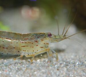 amano garnela