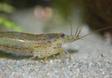 amano garnela