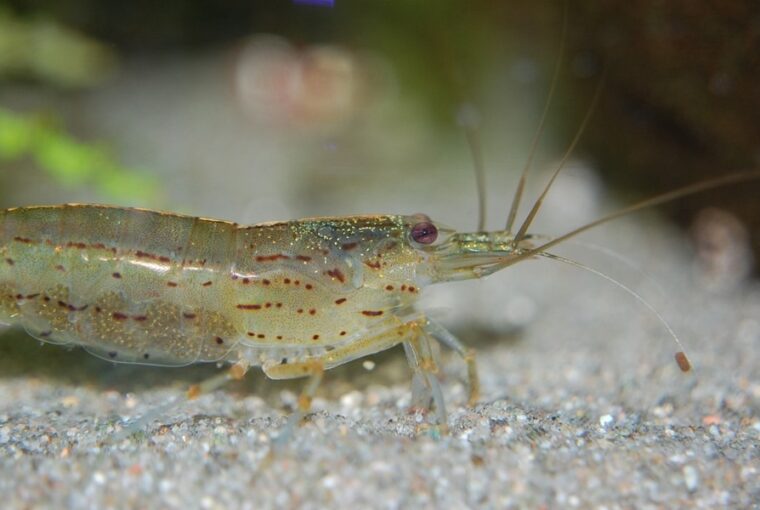 amano garnela