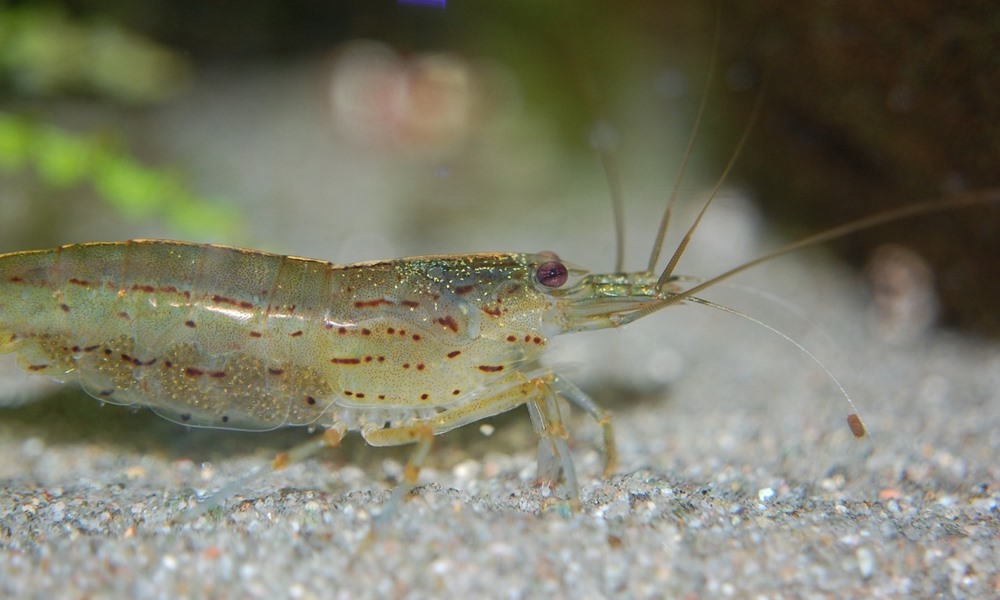amano garnela