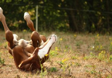 arab teliver a lo aki biztos benne hogy szep