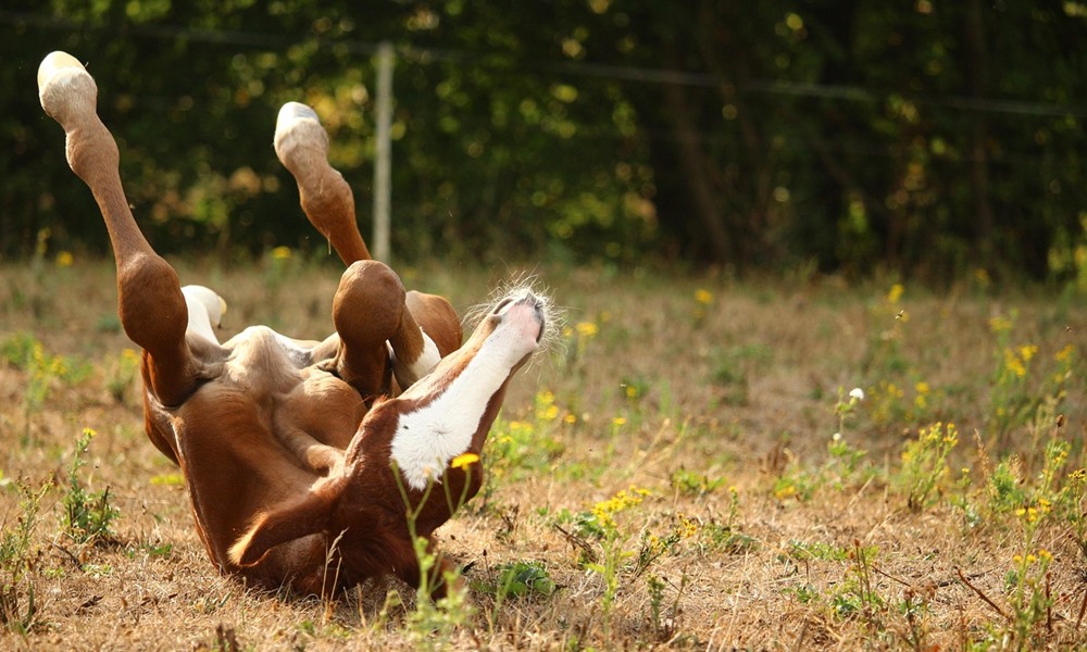arab teliver a lo aki biztos benne hogy szep