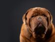 A bordói dog: hatalmas test, puha szív