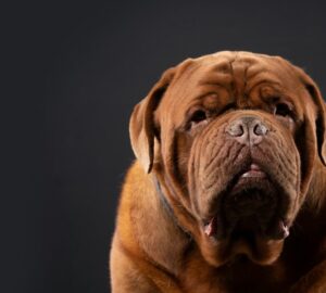 A bordói dog: hatalmas test, puha szív