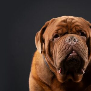 A bordói dog: hatalmas test, puha szív