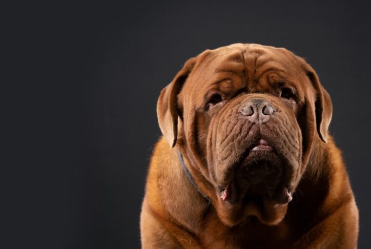A bordói dog: hatalmas test, puha szív